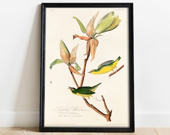 Kentucky Warbler Print: Vintage Audubon Bird Art