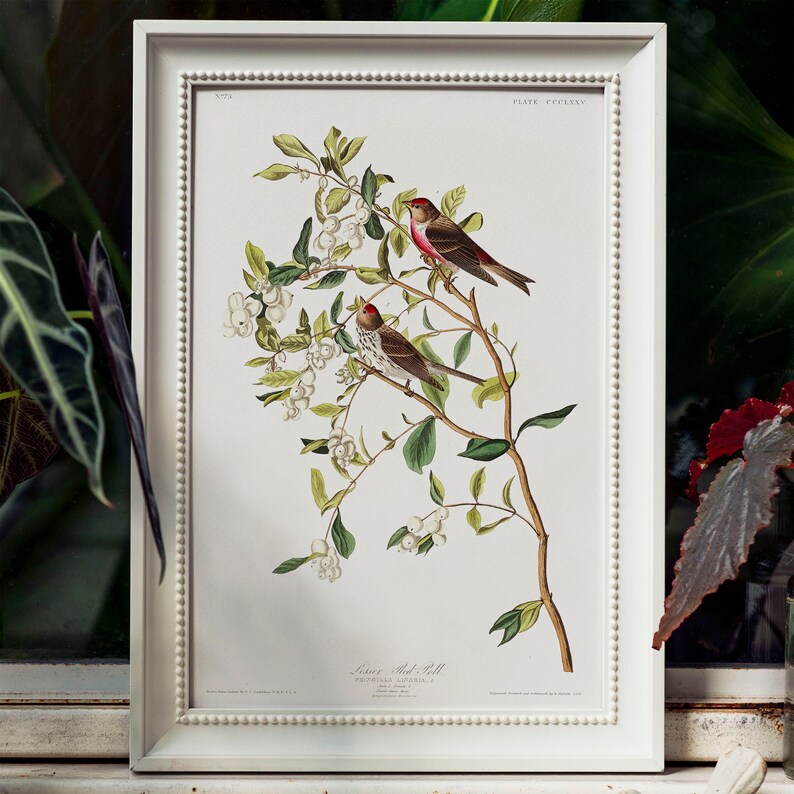 Lesser Red-poll Print Antique Bird Painting Vintage Drawing | Etsy