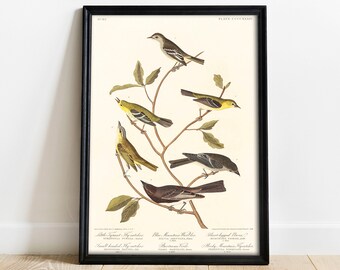 Flycatcher Print, Antique Bird Painting, Vintage Drawing Poster Wall Art Decor, Warbler, antique bird art, birds painting | COO298