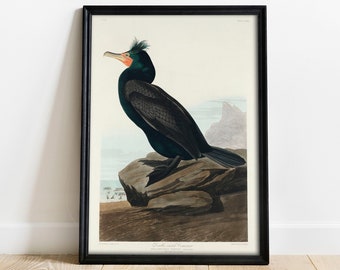 Cormorant Print, Antique Bird Painting, Vintage Drawing Poster Wall Art Decor, Double-crested, bird prints nursery, bird prints art | COO331