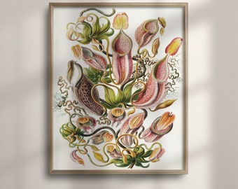 Op de afbeelding: Een vintage botanische illustratie van een groep roze en groene bekerplanten met ingewikkelde details. De planten zijn afgebeeld met delicate ranken en een witte achtergrond.