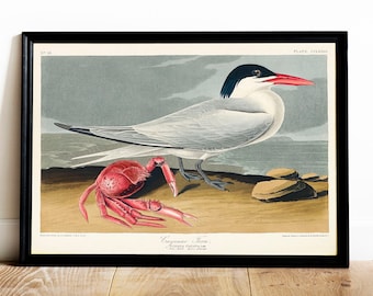 Cayenne Tern Print: Vintage Audubon Bird Drawing Poster