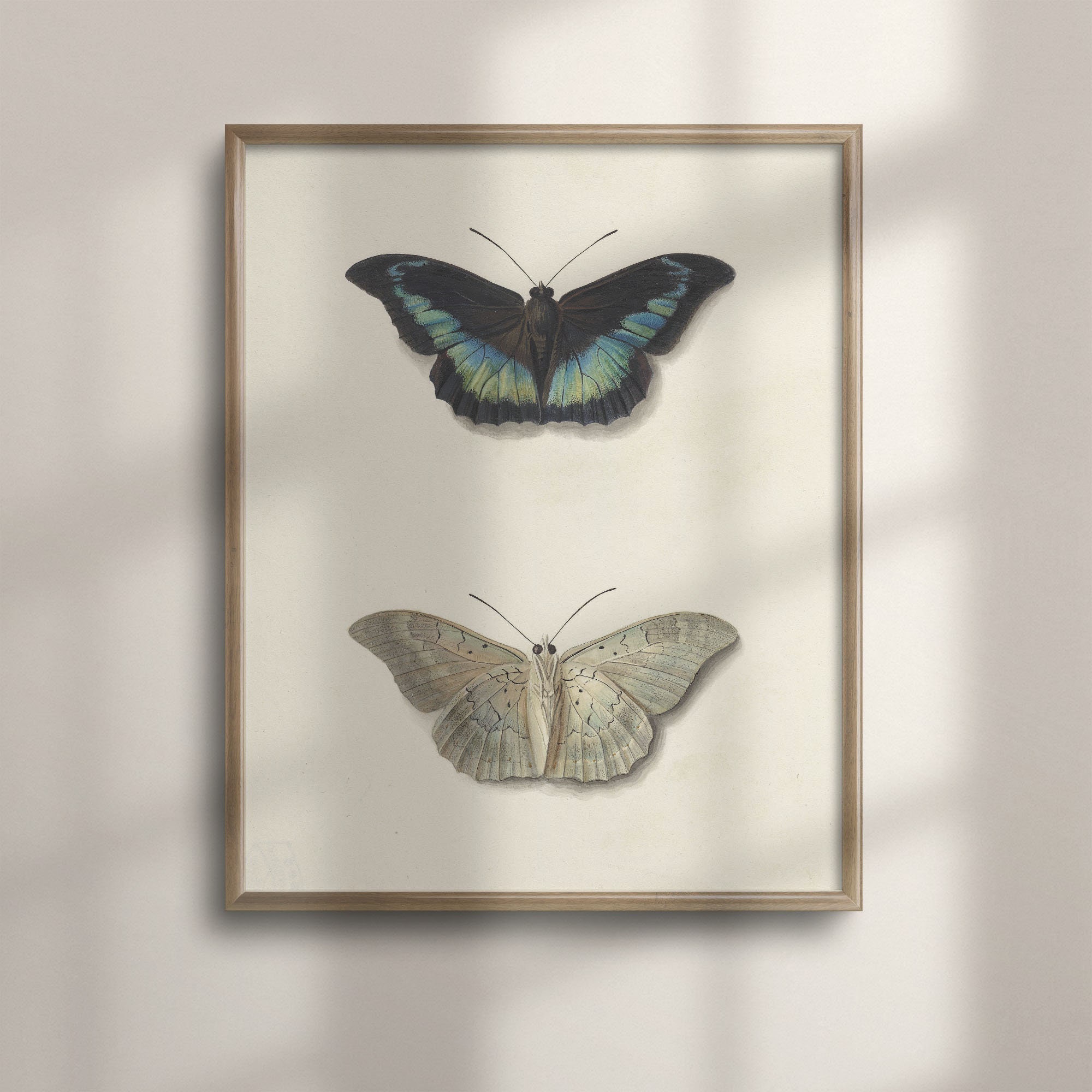 Vintage Butterfly Botanical Study, Antique Art Print, Farmhouse Decor ...