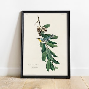 Warbler Bird Print: Vintage Audubon Yellow-Throated Painting