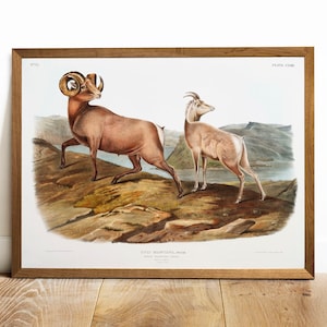 Antique Mountain Sheep Print: Vintage Animal Drawing Poster