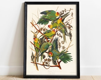Carolina Parrot Print: Vintage Audubon Bird Drawing Poster