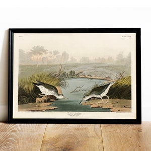 Sandpiper Print, Antique Bird Painting, Vintage Drawing Poster Wall Art Decor, Spotted Sandpiper, birds posters, wall print bird | COO513
