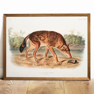 Red Wolf Print, Antique Animal Painting, Vintage Drawing Poster Wall Art Decor, Red Texan Wolf,  forest animals, american animals | COO89
