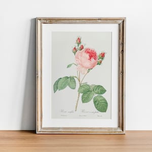 Flower Prints Rose Print, Antique Botanical Painting, Vintage Drawing Poster Wall Art Decor, Cabbage rose,  botanical nursery,  | CO660