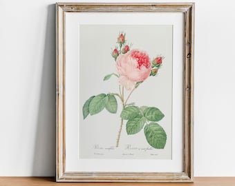 Cabbage Rose Print: Antique Botanical Illustration, Vintage Wall Art