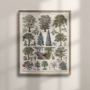 Antiker Botanischer Wald Wandbild, Vintage Baum Poster, Botanik Kunst, Bäume Druck, Wald Poster, Botanisches Poster, Larousse, C16-1308