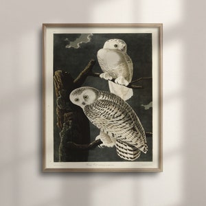 White Snowy Owls Art Print, Audubon Bird Posters, Vintage Bird Wall Decor, Botanical Bird Illustration, Birder Gift, Birds of, C16-1288