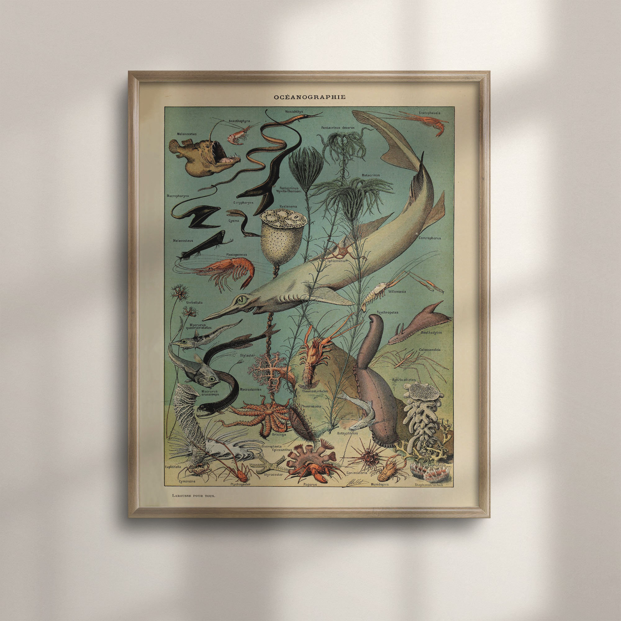 Vintage Sea Life Poster: Adolphe Millot Ocean Art Print