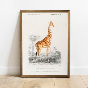 Impresión de jirafa, pintura de animales antiguos, decoración de arte de pared de póster de dibujo vintage, n animales americanos, decoración de animales / COO211