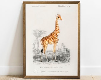 Vintage Giraffe Print: Antique Animal Illustration Wall Art