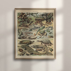 Adolphe Millot Reptiles Art, Vintage Botanical Poster, Natural History Wall Decor, Unique Gift for Men, Snake, Lizard, C16-1263