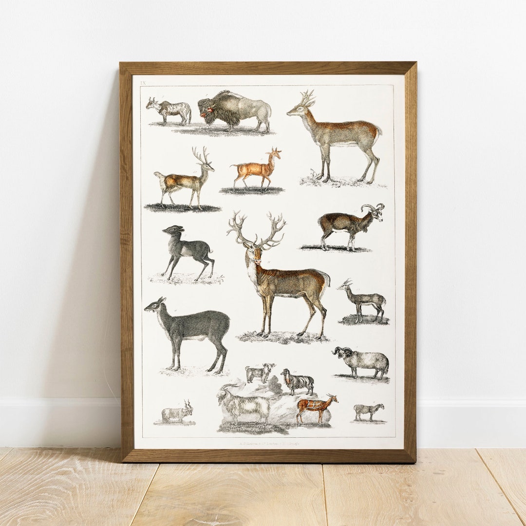 Vintage Animals Print, Antique Animal Painting, Vintage Drawing Poster