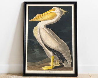 Antique Pelican Print: Vintage Audubon Bird Drawing Poster