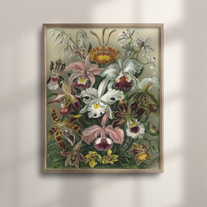 Ernst Haeckel Orchid Art Print, Antique Botanical Illustration, Tropical Orchids Wall Decor, Floral Home Decoration, C16-1222