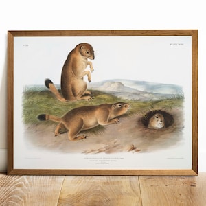 Prairie Dog Print, Antique Animal Painting, Vintage Drawing Art, Marmot Squirrel,  antique illustrated, zoological poster | COO115