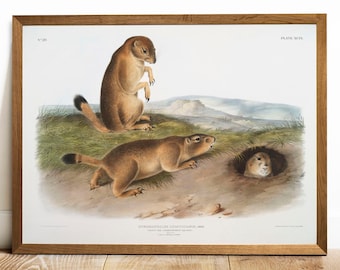 Prairie Dog Print: Vintage Audubon Zoological Poster