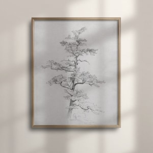 Antique Pine Tree Sketch, Vintage Neutral Wall Art, Minimalist Soft Decor, Light Aesthetic Poster, Tree Drawing, C16-768