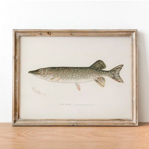 Vintage Pike Fish Print: Illustrated Fishing Poster Wall Art