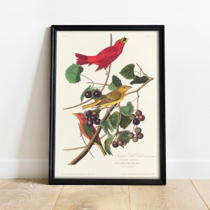 Summer Red Bird Print, Antique Bird Painting, Vintage Drawing Poster Wall Art Decor, , print bird, gift for bird lover | COO351