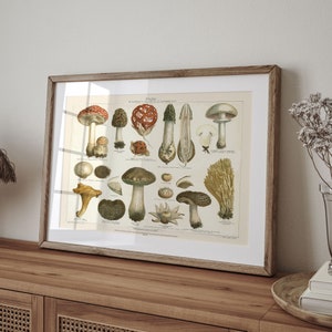 Vintage Mushroom Botanical Art Print: 1896 Meyers Lexikon