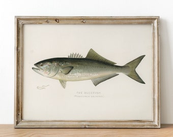 Vintage Bluefish Print: Fishing Poster Wall Art Decor