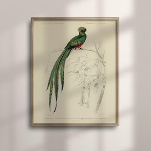 Quetzal Print, Vintage Green Illustration on 200 gsm Premium Matte Paper