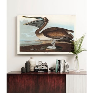 Audubon Pelican Canvas Print: Vintage Bird Wall Art Decor