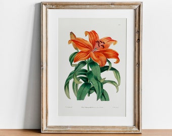 Lily Print, Vintage Botanical Poster Wall Art Decor, Orange lily,  kitchen art,  abstract flower, flower art print | CO644