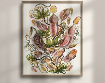 Op de afbeelding: Een vintage botanische illustratie van een groep roze en groene bekerplanten met ingewikkelde details. De planten zijn afgebeeld met delicate ranken en bladeren, wat een visueel boeiend beeld creëert.