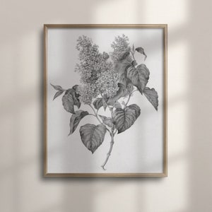 Vintage Botanical Lilac Print, Spring Farmhouse Decor, Floral Sketch Art, Wall Poster, Flower Drawing, Rustic Wall Art, C16-1105