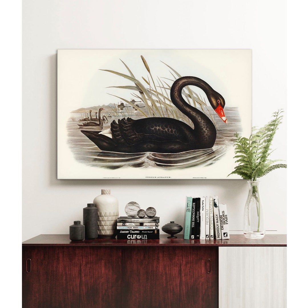 Black Swan Canvas Print: Vintage Bird Wall Art - Etsy