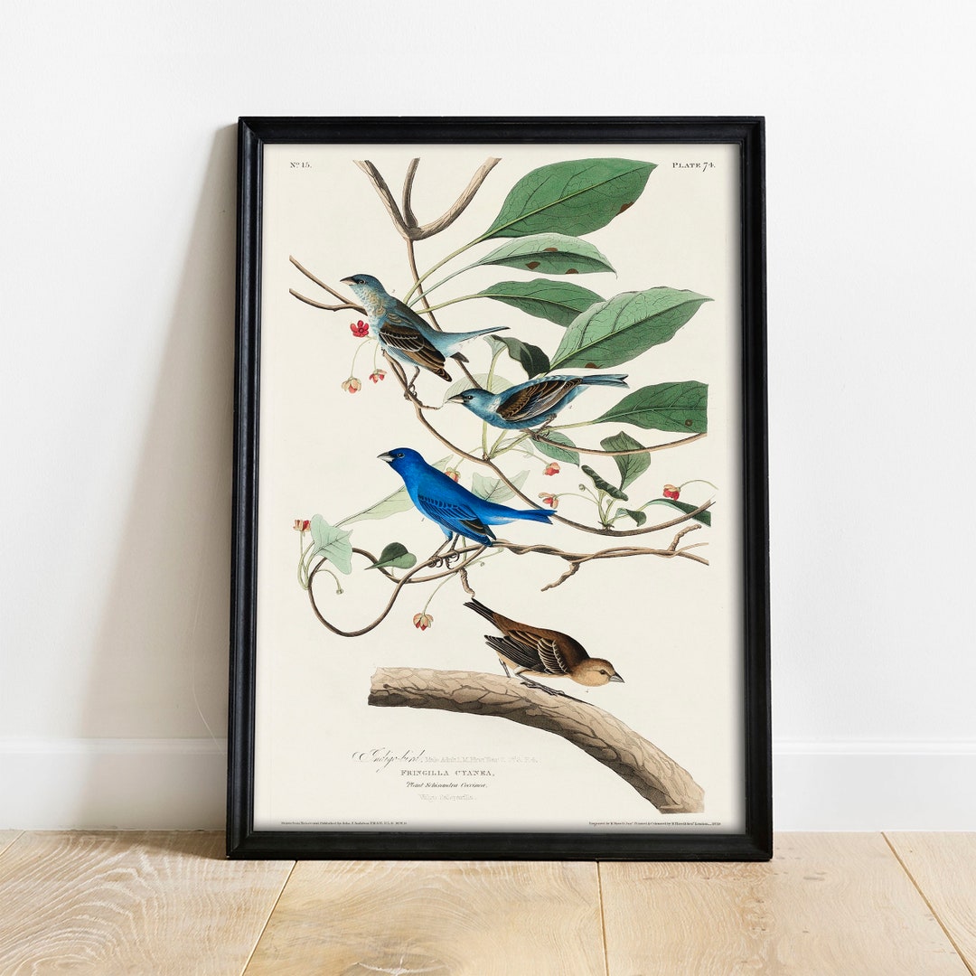 Indigo Bird Print: Vintage Audubon Wall Art - Etsy