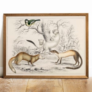 Rodents Collection Print, Antique Animal Painting, Vintage Drawing, Rodent Types,  antique art prints, vintage illustration | COO263
