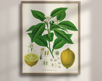 Vintage Lemon Botanical Art Print: Citrus Plant Illustration