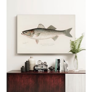 Striped Bass Canvas Print: Vintage Fishing Poster Wall Art