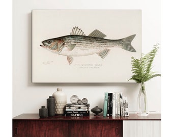 Impresión en lienzo de lubina rayada: póster de pesca vintage, arte mural