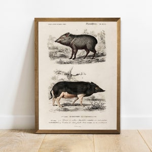 Antique Wild Boar Print: Vintage Animal Wall Art