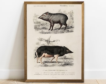 Wildlife Decor Pig Illustration Animism Tarot Gift Forest Animal Wall Art Five of Wands Tarot Card Wild Boar Print