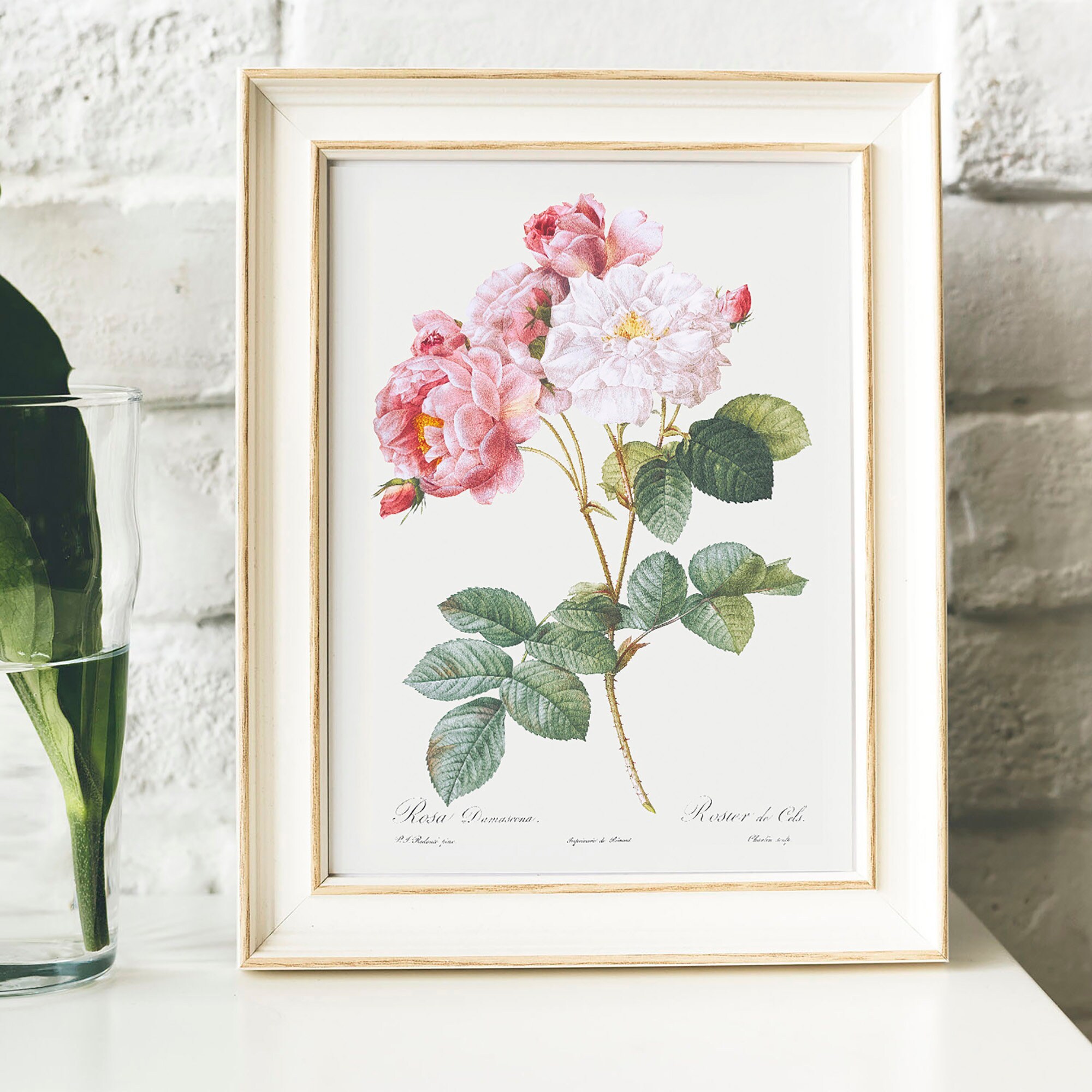 Antique Rose Print: Vintage Botanical Wall Art - Etsy