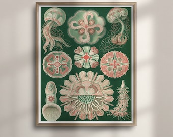 May include: A vintage botanical illustration of jellyfish on a green background. The illustration features various species of jellyfish, including a large jellyfish with tentacles, a smaller jellyfish with a bell-shaped body, and several jellyfish with radial symmetry.