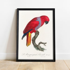 Eclectus Parrot Print: Antique Bird Drawing Poster