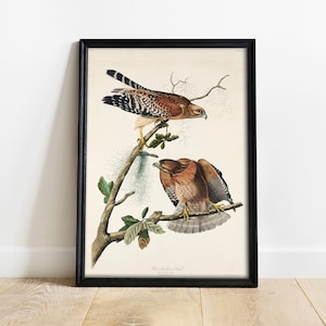 Hawk Print, Antique Bird Painting, Vintage Drawing Poster Wall Art, Red-shouldered Hawk, bird gifts for men, bird gifts for women | COO318