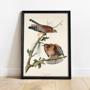 Red-Shouldered Hawk Print: Vintage Audubon Bird Art Poster