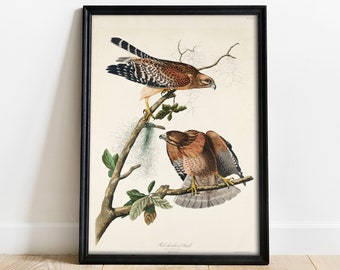 Hawk Print, Antique Bird Painting, Vintage Drawing Poster Wall Art, Red-shouldered Hawk, bird gifts for men, bird gifts for women | COO318