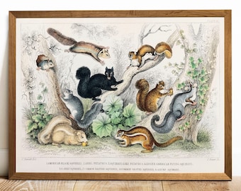 Squirrel Collection Print, Antique Animal Painting, Vintage Drawing Poster Wall, Squirrel Types,  poster antique, antique decor | COO261